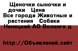 Щеночки-сыночки и дочки › Цена ­ 30 000 - Все города Животные и растения » Собаки   . Ненецкий АО,Волонга д.